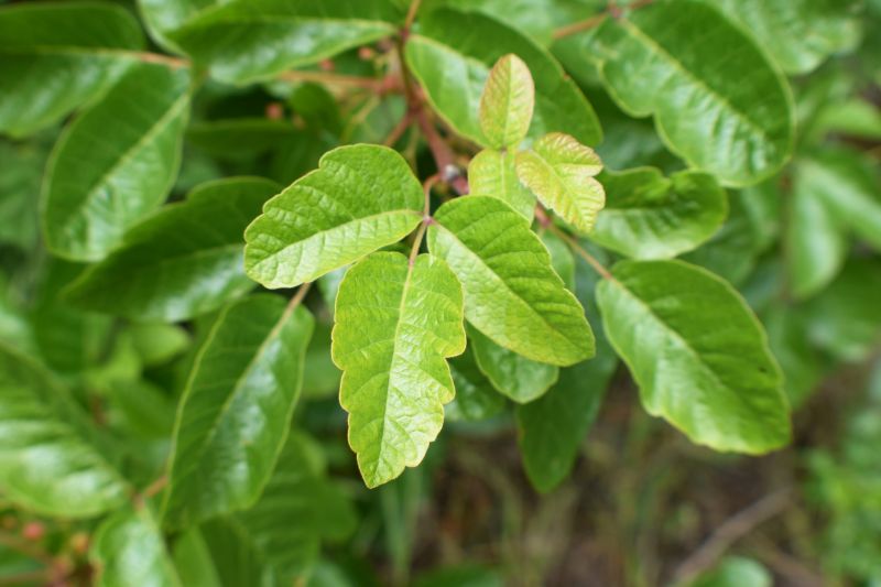 poison oak removal