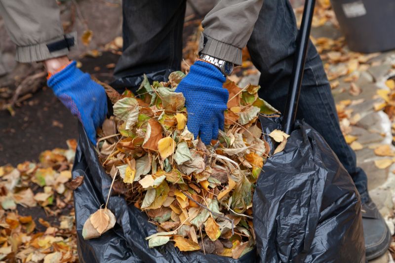 Mulched Leaves on Lawn