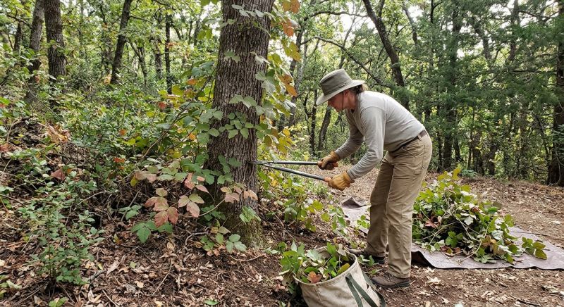 Hemlock Removal in Harford County, MD
