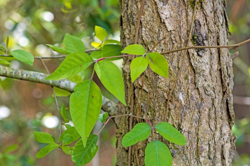 Hemlock Removal in Bucks County, PA