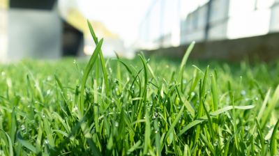 Lawn Enrichment in Ventura County, CA