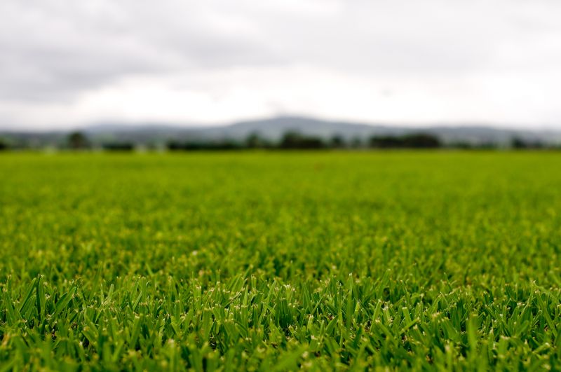 Healthy Lawn After Treatment