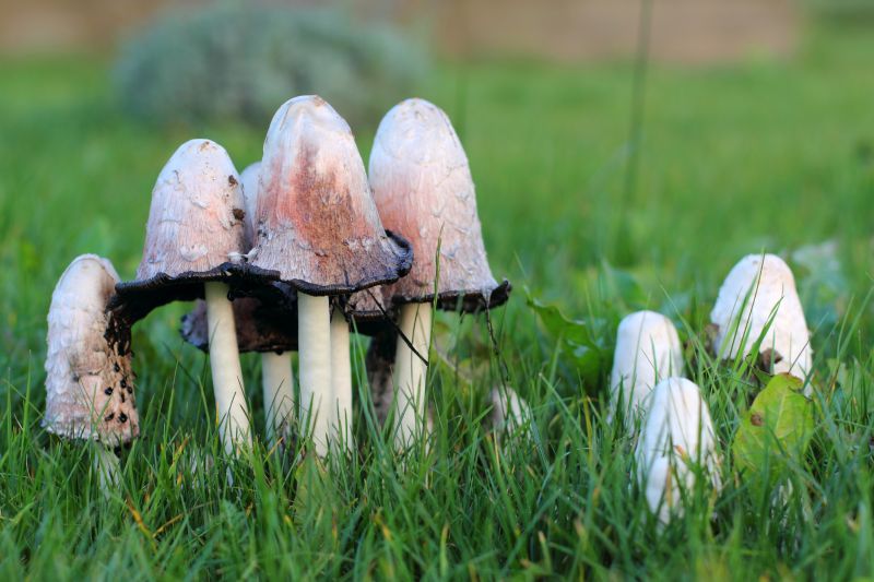 Mushroom Removal Service in Ventura County, CA