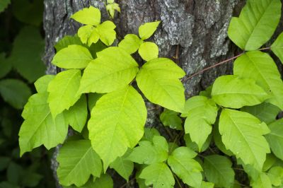 Poison Ivy Removal in Philadelphia, PA