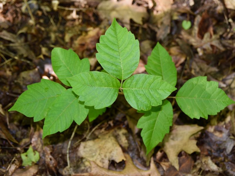 Poison Ivy Removal in Burlington County, NJ