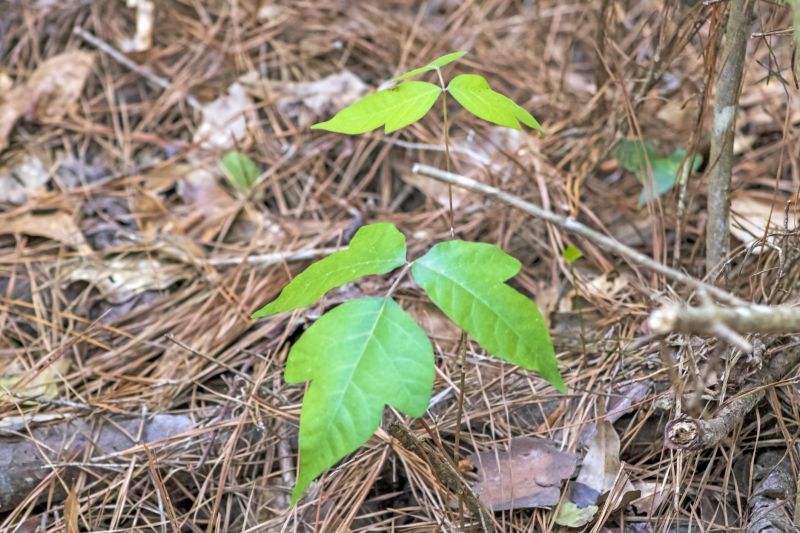 Poison Ivy Removal in Harford County, MD