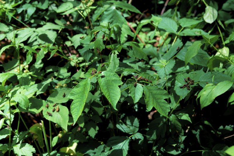 Poison Oak Removal in West Chester, PA