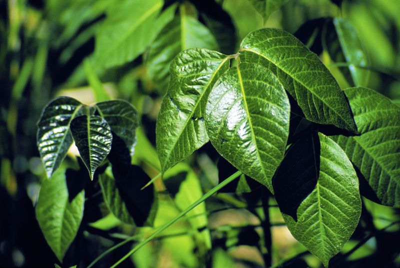 Poison Oak Removal in West Chester, PA
