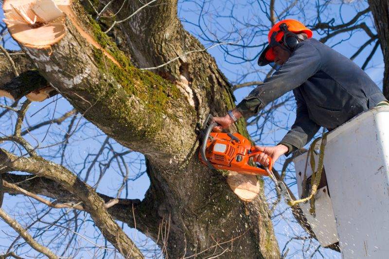 Poison Oak Removal in Progress