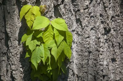 Poison Oak in Clearing
