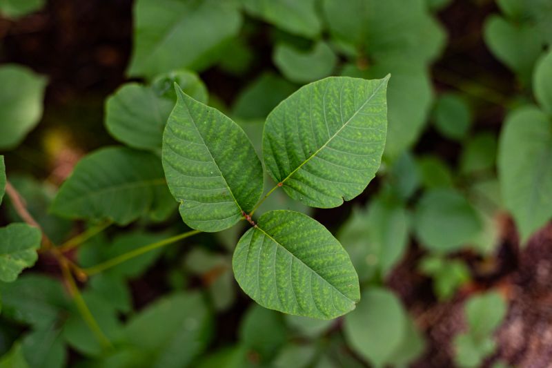 Poison Oak in Vegetation
