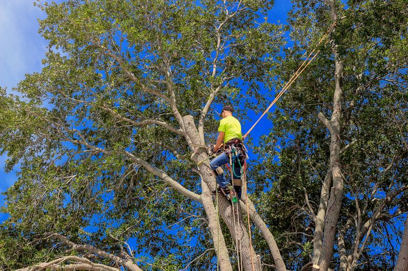 Arborists Specializing in Plant Removal