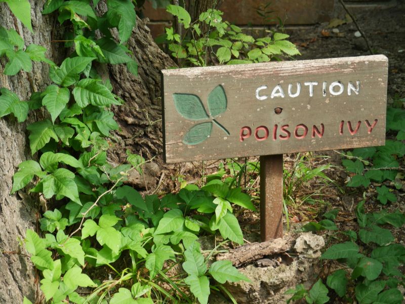 poison oak removal